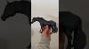 Breyer Custom Welsh Horse Breyer Breyerhorses Horseart Art Sculpture Horses
