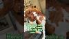 Don T Let Your Breyer Horse With A Wacky Mane Feel Left Out Without A Halter Diy Breyertack