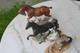 Franklin Mint Great Horses Of The World, Arabian, Clydesdale, Tenn. Walking