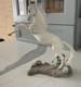 Franklin Mint Pamela Du Boulay Porcelain Horse Silver