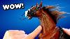 I Bought A Horse And Now You Will Too
