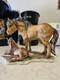 Kaiser Mare And Foal Collectable Porcelain Figurine