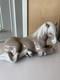 Lladro 1203 Little Horse Resting Retired 1986