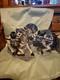Porcelain Horse Figure Chinoiserie Blue And White 8