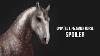 Spoiler Updated Lipizzaner Horse Coats Gaits In Race Sso Secrets