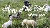 Story Of The Herd Schleich Horse Movie