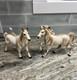 Vintage White Porcelain Horses Numbered 169 & 170 Japan Set Of 2 Stunning